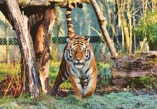 tigre1